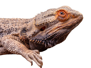 Close up in a bearded dragon (Pogona sp) in white background