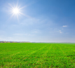 Fototapeta na wymiar green rural field under a sparkle sun, countryside rural agricultural background