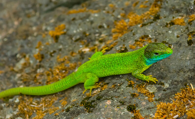 closeup huge green lizard sit on the stone