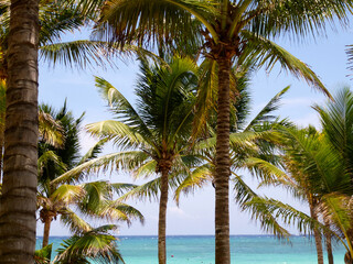 Palmeras y mar turquesa en Riviera Maya