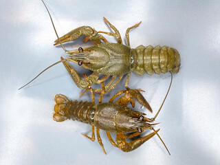 Live crayfish on a gray background.