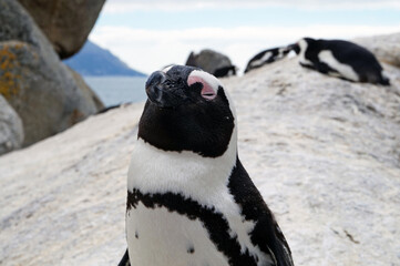 Obraz premium penguin south africa boulders beach