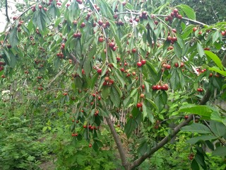 red apples on a tree