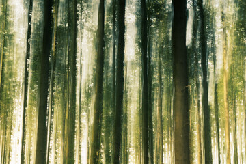 Blurred dreamy tree trunks in a motion blur in the forest