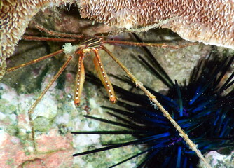 Costa Rica pacific sea life/underwater