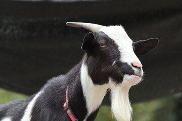 羊？ヤギ？牛？