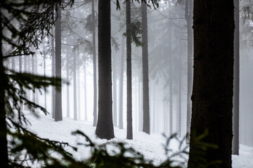 Fog in the winter forest, solhouettes of tree trunks in foggy weather