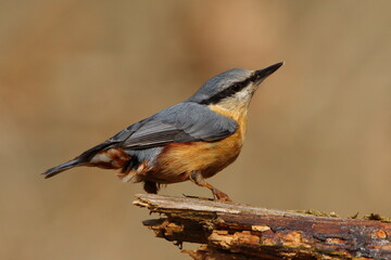 A Nuthatch perched on a log.