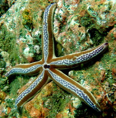 Costa Rica pacific sea life/underwater