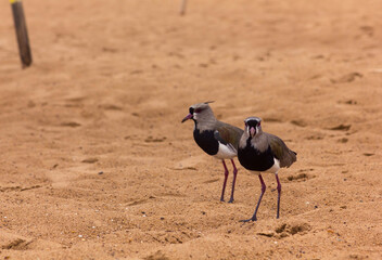 Two Southern Lapwing standing in the sand at the beach