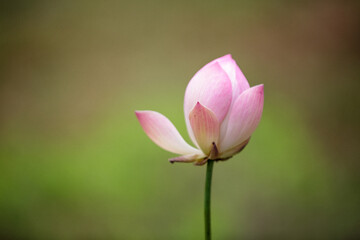 pink lotus flower. green blurred background