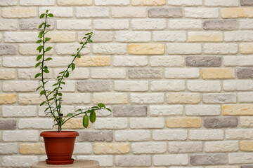 Small indoor citrus plant with ripening green finger-shaped fruit in orange pot against decorative brick wall background. Close-up. Home citrus tree growing. Decorative house herb