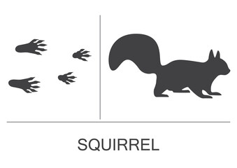 Squirrel silhouette and prints of the hind and fore paws. Vector illustration on a white background.