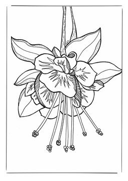 orquid illustration, botanical hand drawn