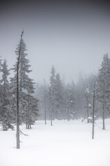 Fototapeta na wymiar mysterious forest at snowy weather with fog