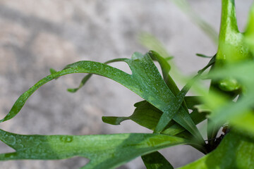 Green plants Platycerium in nature.