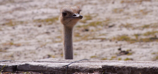 ostrich in zoo
