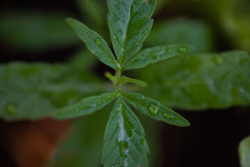 Marijuana plants in herb concept.