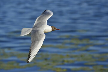 Fototapeta na wymiar Gull hovering over the lake
