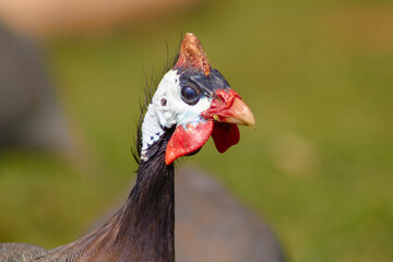 close up of a rooster
