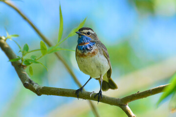 Bluethroat (luscinia svecica) perching on a branch.