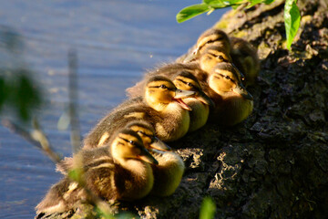Mallard duck's ducklings. Chelyabinsk region, lake Terenkul.