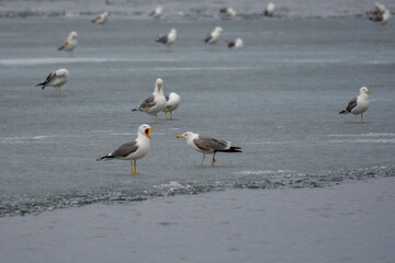 Seagull quarrel on the ice floe. Chelyabinsk region, lake Irtyash.