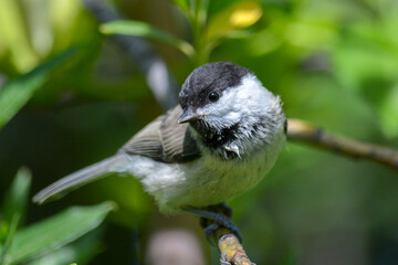Chickadee (parus montanus) perching on a branch.