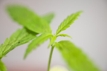 Marijuana plants in herb concept.