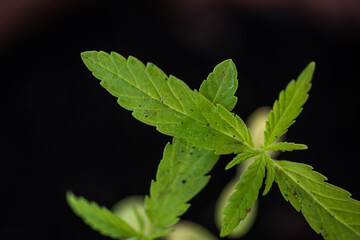 Marijuana plants in herb concept.