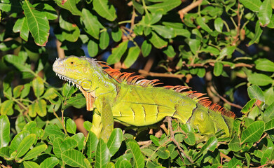 The green iguana has invaded South Florida, a non-native species, and are causing a lot of damage to the environment.