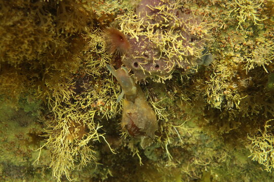 Anaspidea Bilder Durchsuchen 689 Archivfotos, und