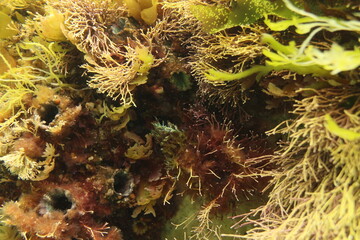 Obraz premium Seaweed growing in a tidal pool