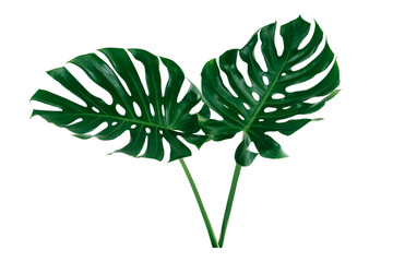 Vibrant Green Monstera Plant Leaves Against A White Background.clipping path 