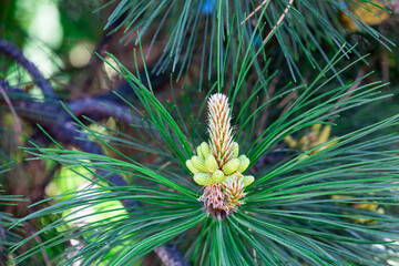 Naklejka na ściany i meble Needles and buds on the branches of Siberian cedar in spring.