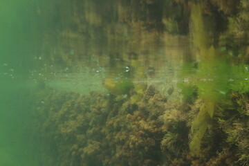 Obraz premium A school of baby fish 