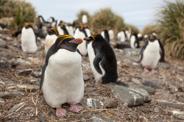 Macaroni penguin (Eudyptes chrysolophus) on the coast of South Georgia island
