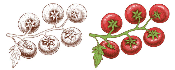 Tomatoes on tomato branches in the style of a pencil drawing without color and with color or in the style of an engraving.