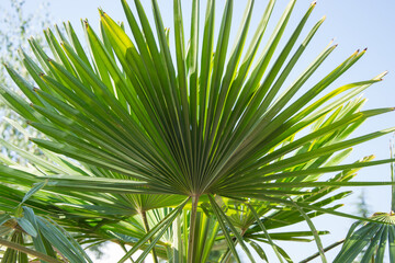 Sabal minor, known as dwarf palmetto,beautiful leaf of a palm, green background, saw palmetto against blue sky, beauty in nature