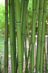 Bambous verts