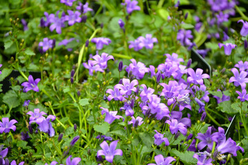 Campanula bellflowers. Purple bellflowers. Campanula violet blossom. Beautiful fresh flowers. Summer nature. Garden, park or wild nature plant.