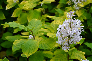 Cornus alba sibirica variegata. White flowers. Fresh foliage. Garden, park or wild nature plant. Beautiful summer nature.