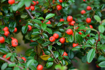 Cotoneaster dammeri plant. Cotoneaster radicans eichholz plant. Fresh foliage and berries. Garden, park or wild nature plant. Beautiful summer nature.