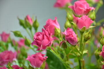 Pink roses. Beautiful fresh flowers. Small roses bouquet. Flowers background.
