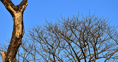 dead tree branches with blue sky background