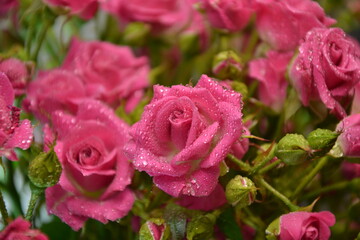 Pink roses. Beautiful fresh flowers with water drops. Small roses bouquet. Flowers background.