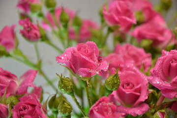 Pink roses. Beautiful fresh flowers with water drops. Small roses bouquet. Flowers background.