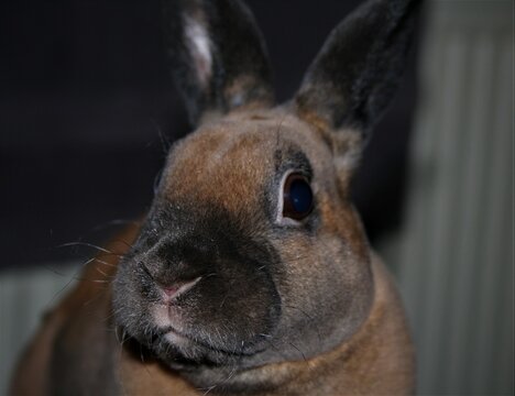 Rabbit face close up. Mini-rex