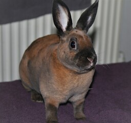 Mini rex rabbit. Black tort