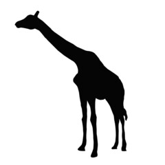 giraffe silhouette vector illustration
